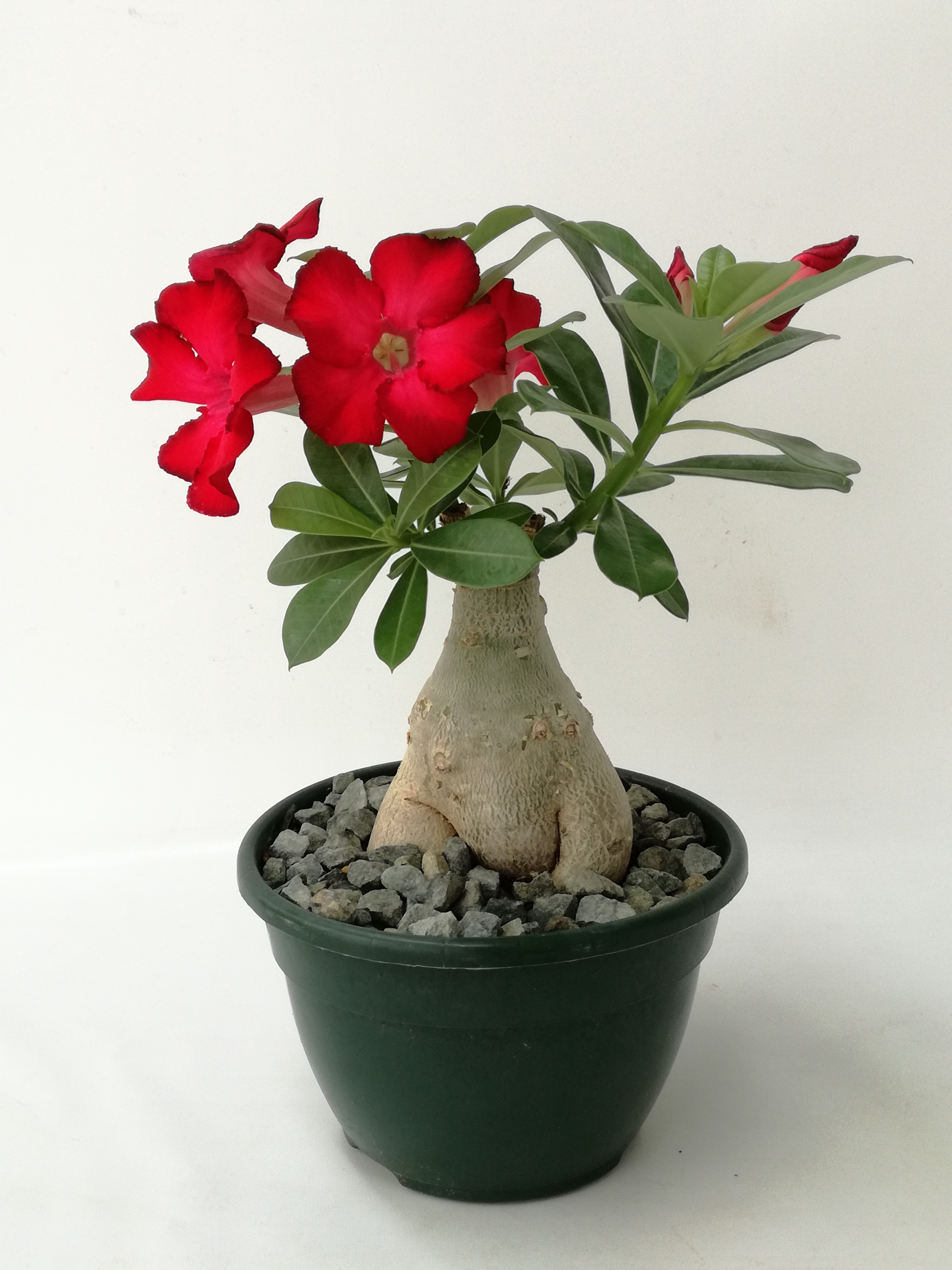 Plantal International - Adenium 20